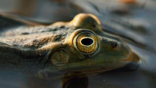 Разные приключения