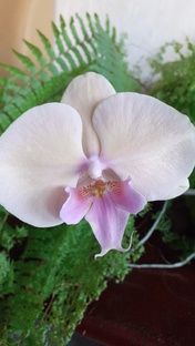 Орхидеи и не только