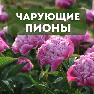 Чарующие пионы