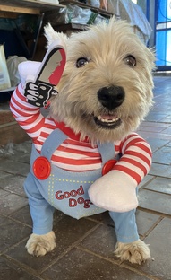 Эти забавные животные.