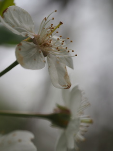 Спиральная динамика