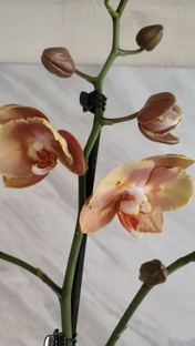 Орхидеи дома