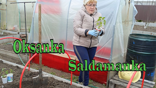 Мой огород...