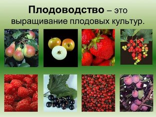 Плодоводство