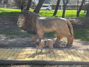 История одной мордочки: бульдог Лео