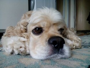 Король Артур 🐶❤