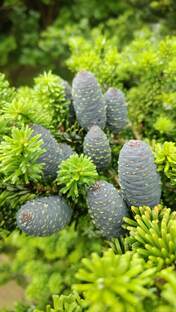 От слова к фразе