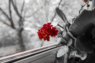 Фотографии профессиональные