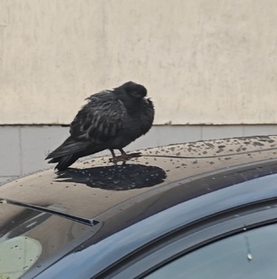 Разговариваю со зверями.