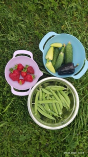 Ранние посадки