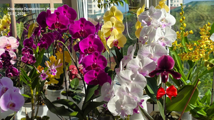 ФИЗИОЛОГИЯ ОРХИДЕЙ