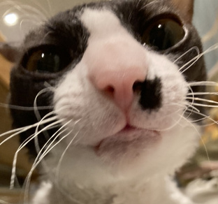 животные🦈🌿