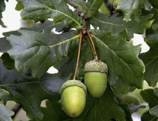 Славянская культура