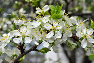 Уход за садом весной!