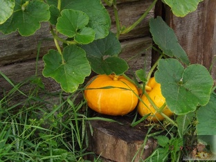 Вкусные баночки