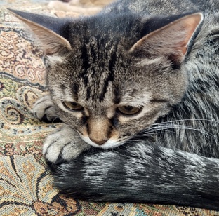 ЧуФынариум