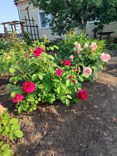 Сад без сорняков? Это возможно