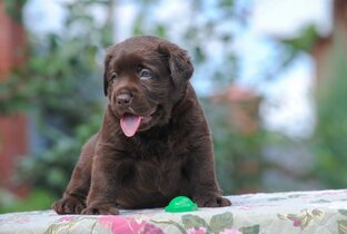 Видео и посты о лабрадорах