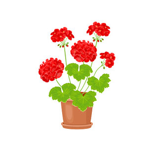Пеларгонии
