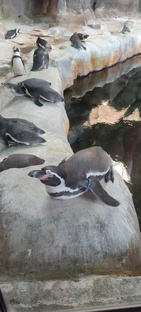 Московский зоопарк