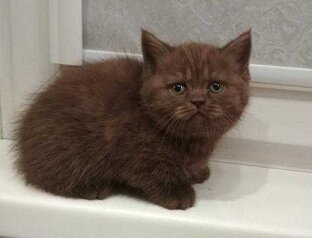 Приют кошек