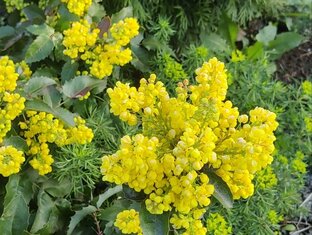 Декоративные кустарники