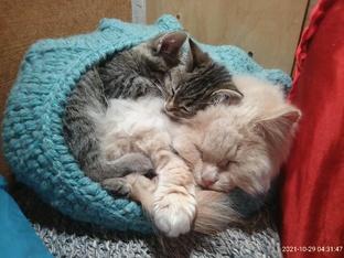Наши котики