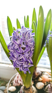 Мои первоцветы. Выгонка