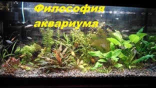 Аквариумные Размышления