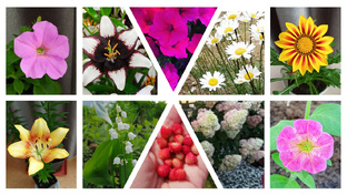 Цветы в моем саду