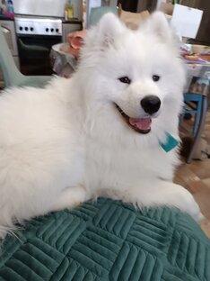 Самоед Арчи Гудвин и кот Цезарь. Кто прекраснее?)