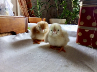 Дела житейские