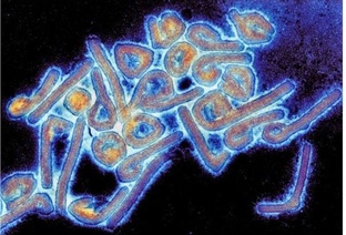 Новая болезнь!