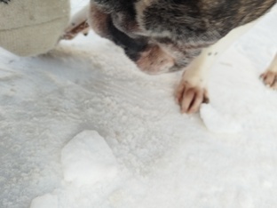 видео про животных 🐾 1 часть 