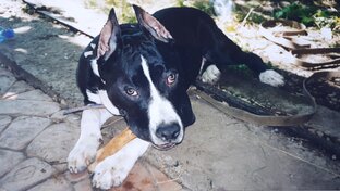 Про Джокера, Агашу и Бусинку