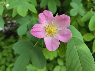 Лекарственные растения