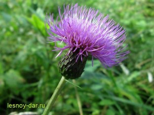 Травы - любители открытых пространств