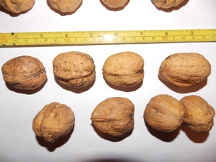 Ореховые культуры.