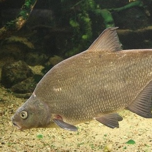 Лещ: тайны донного гиганта, о которых молчат рыбаки