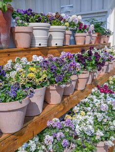 Короткие ролики