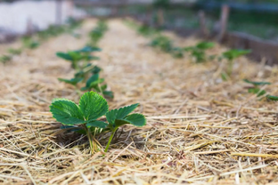 ОТ СЕМЕЧКИ ДО УРОЖАЯ