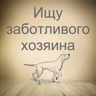 Собаки ищут дом