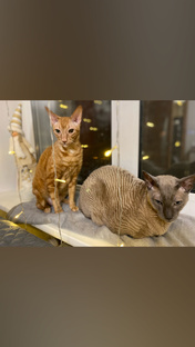 Кошачья дружба