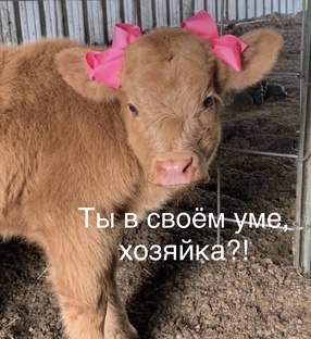 Юмор