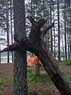 Коряги Болота Грибы 