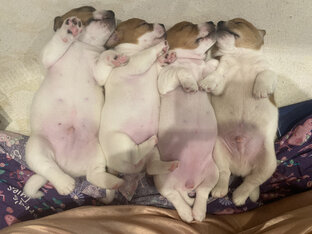 Псы 🐶- мокрые носы