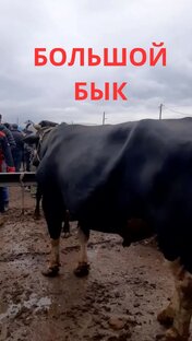разни ролики