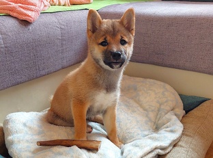 Щенок в доме