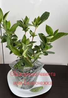 Гортензии