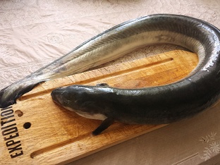 Рыбоедам посвящается